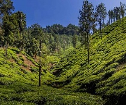 3 Nights-4 Days Ooty-Mudumalai-Coonoor Tour Package from Hyderabad by Flight